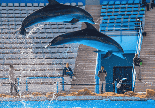 Dolphin show