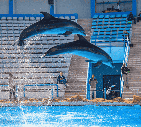 Dolphin show